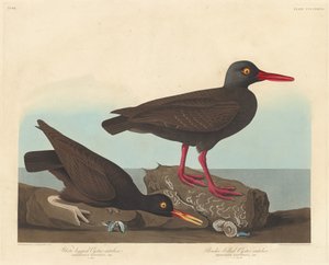 Ostrero de patas blancas y ostrero de pico delgado, 1838 de Robert Havell