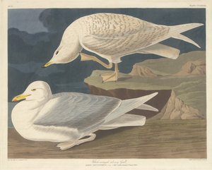 Gaviota Plateada de Alas Blancas de Robert Havell