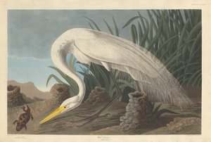 Garza blanca, 1837 de Robert Havell
