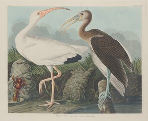 Ibis Blanco, 1834