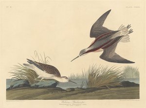 Falaropo de Wilson, 1835 de Robert Havell