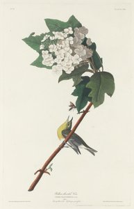 Vireo de garganta amarilla, 1831 de Robert Havell