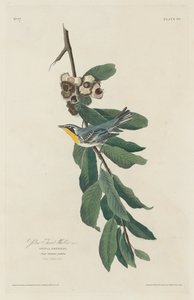 Reinita de garganta amarilla de Robert Havell