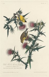 Pájaro amarillo o jilguero americano, 1828
