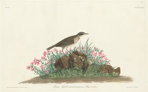 Titlark de la Pradera