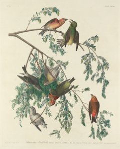 Piquituerto americano de Robert Havell after John James Audubon