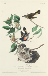Reinita americana de Robert Havell after John James Audubon