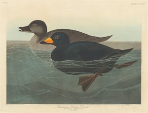Pato negro americano de Robert Havell after John James Audubon