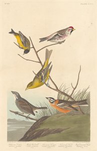 Arkansaw Siskin, Mealy Red-poll, Louisiana Tanager, Finch de Townsend y Finch de pecho amarillo de Robert Havell after John James Audubon
