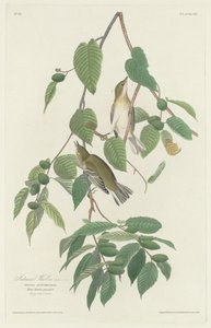Reinita otoñal de Robert Havell after John James Audubon