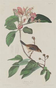 Pinzón de Bachman de Robert Havell after John James Audubon