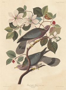 Paloma de cola banda de Robert Havell after John James Audubon