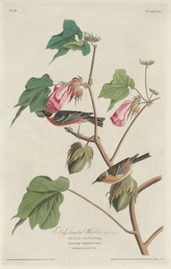 Reinita de pecho castaño de Robert Havell after John James Audubon