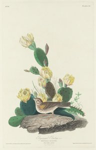 Emberiza con Alas de Bahía de Robert Havell after John James Audubon