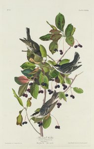 Reinita de Black-Pool de Robert Havell after John James Audubon