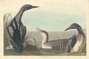 Colimbo de garganta negra de Robert Havell after John James Audubon