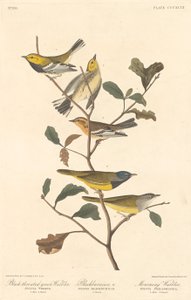 Reinita de Garganta Negra, Reinita de Blackburn y Reinita Enlutada de Robert Havell after John James Audubon