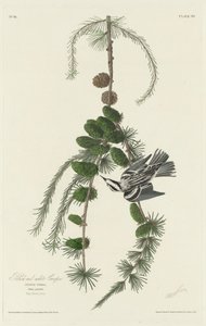 Trepador blanco y negro de Robert Havell after John James Audubon