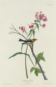 Reinita de Blackburn de Robert Havell after John James Audubon