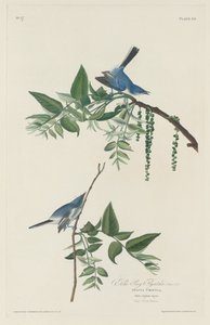 Papamoscas azul-gris de Robert Havell after John James Audubon