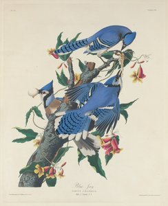 Arrendajo azul de Robert Havell after John James Audubon