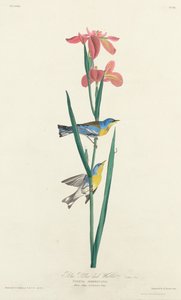 Reinita de espalda azul y amarilla de Robert Havell after John James Audubon
