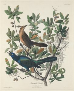 Zanate de cola de bote de Robert Havell after John James Audubon