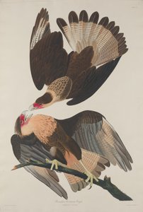 Águila Caracara Brasileña de Robert Havell after John James Audubon