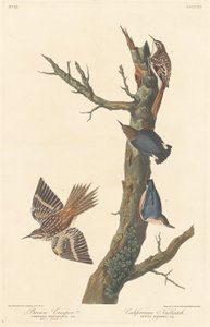 Trepador marrón y Sitta de California de Robert Havell after John James Audubon
