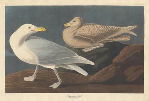 Burgomaestre Gull de Robert Havell after John James Audubon
