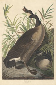 Ganso de Canadá de Robert Havell after John James Audubon