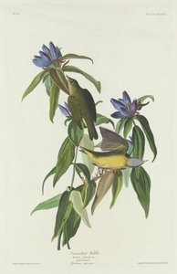 Reinita de Connecticut de Robert Havell after John James Audubon