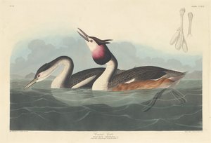 Somormujo Lavanco