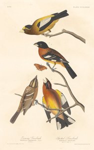 Picogordo vespertino y picogordo moteado de Robert Havell after John James Audubon