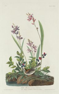 Gorrión de campo de Robert Havell after John James Audubon