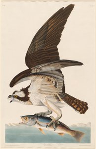 Águila pescadora