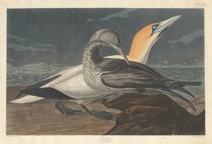 Alcatraz de Robert Havell after John James Audubon