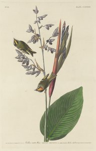 Reyezuelo crestado de Robert Havell after John James Audubon