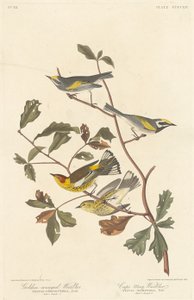 Reinita alidorada y reinita de Cape May de Robert Havell after John James Audubon