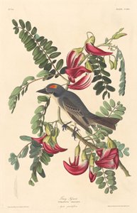 Tirano gris de Robert Havell after John James Audubon