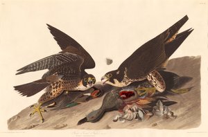 Halcón de pie grande de Robert Havell after John James Audubon