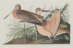 Gran Aguja Marmoleada de Robert Havell after John James Audubon
