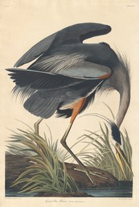 Gran garza azul de Robert Havell after John James Audubon
