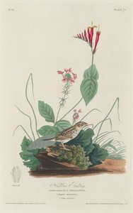 Escribano de Henslow de Robert Havell after John James Audubon