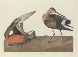 Aguja colinegra de Robert Havell after John James Audubon