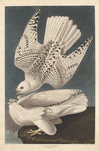 Halcón de Islandia o Jer de Robert Havell after John James Audubon