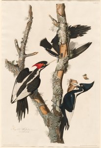 Pájaro carpintero de pico de marfil de Robert Havell after John James Audubon