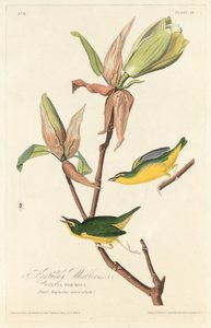 Reinita de Kentucky de Robert Havell after John James Audubon