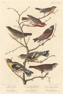Pinzón lazuli de Robert Havell after John James Audubon