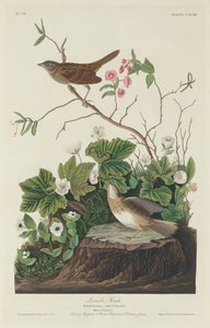 Lincoln Finch de Robert Havell after John James Audubon